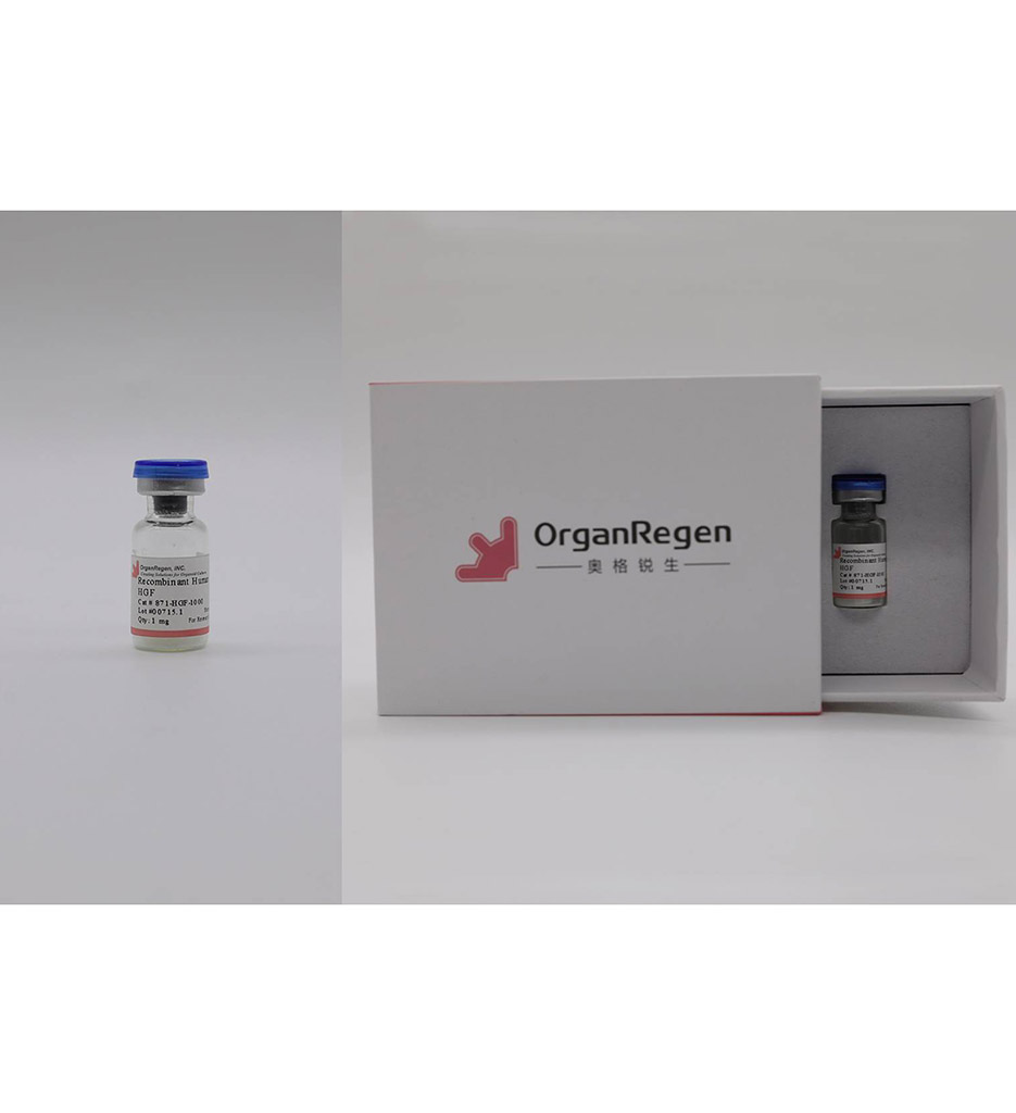 Recombinant Human HGF