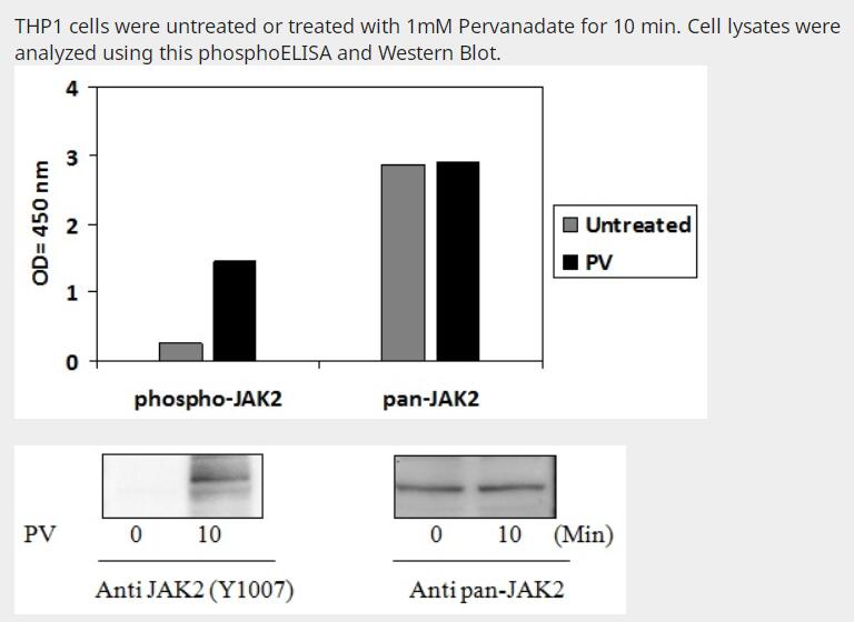 Human Phospho-JAK2 (Y1007/1008) &amp; Total JAK2 ELISA