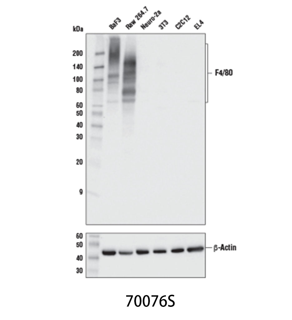 F4/80 (D2S9R) XP Rabbit mAb