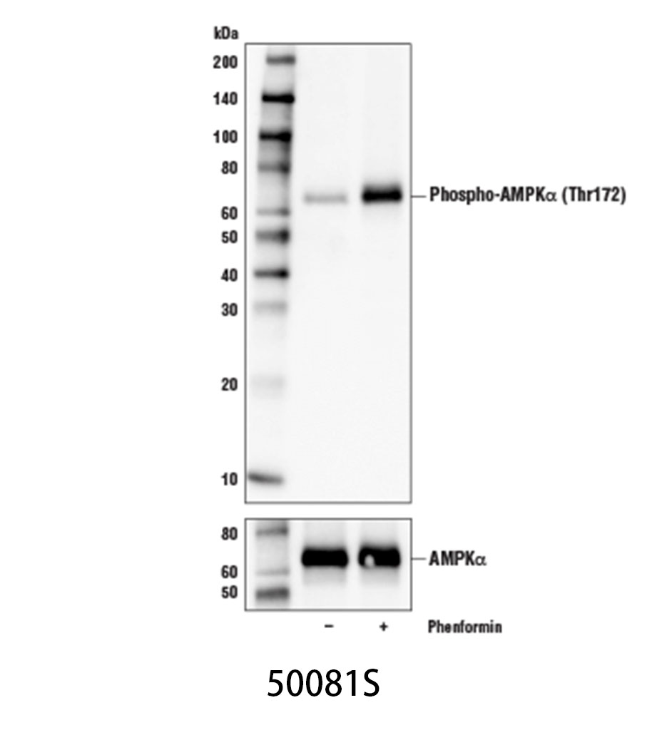Phospho-AMPKα (Thr172) (D4D6D) Rabbit mAb