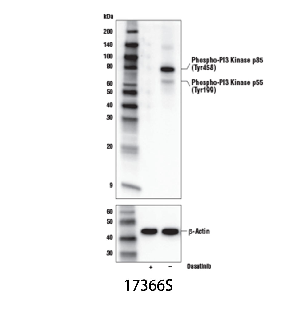 Phospho-PI3 Kinase p85 (Tyr458)/p55 (Tyr199) (E3U1H) Rabbit mAb