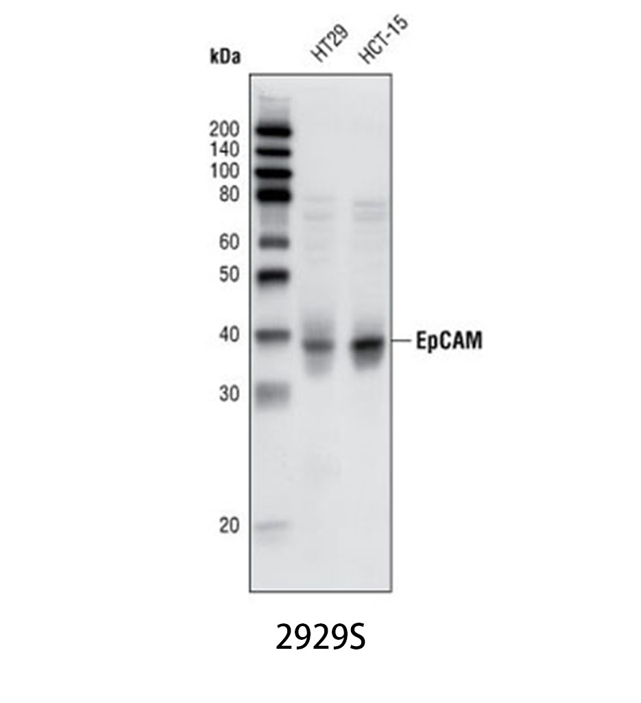EPCAM (VU1D9) Mouse mAb