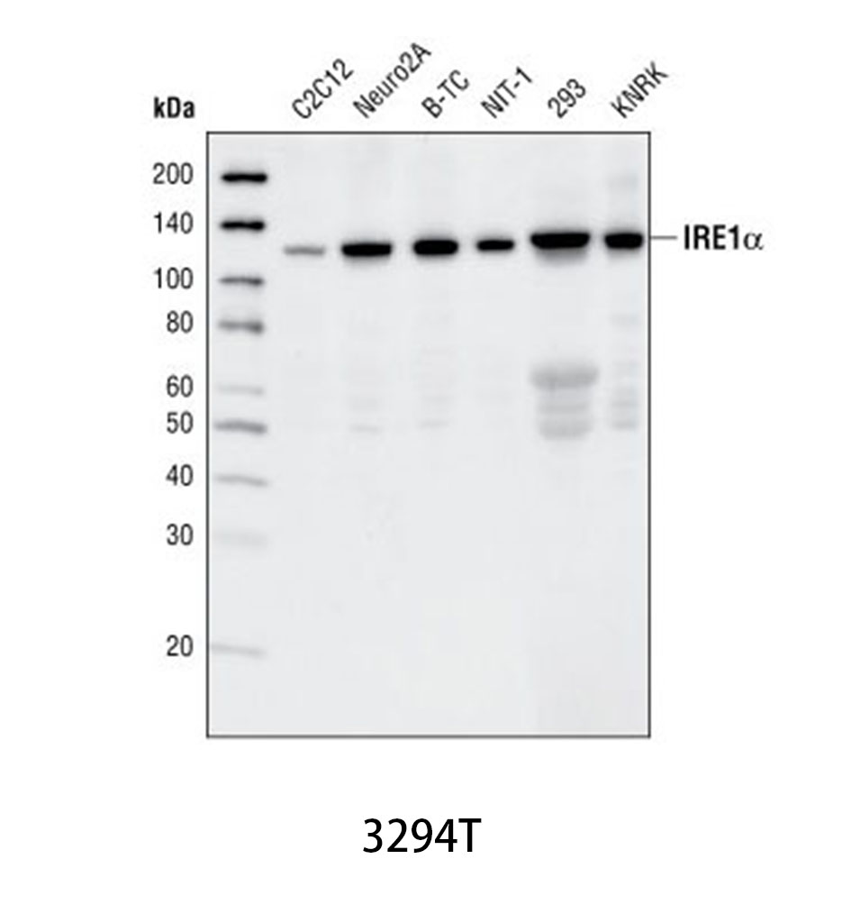 IRE1α (14C10) Rabbit mAb