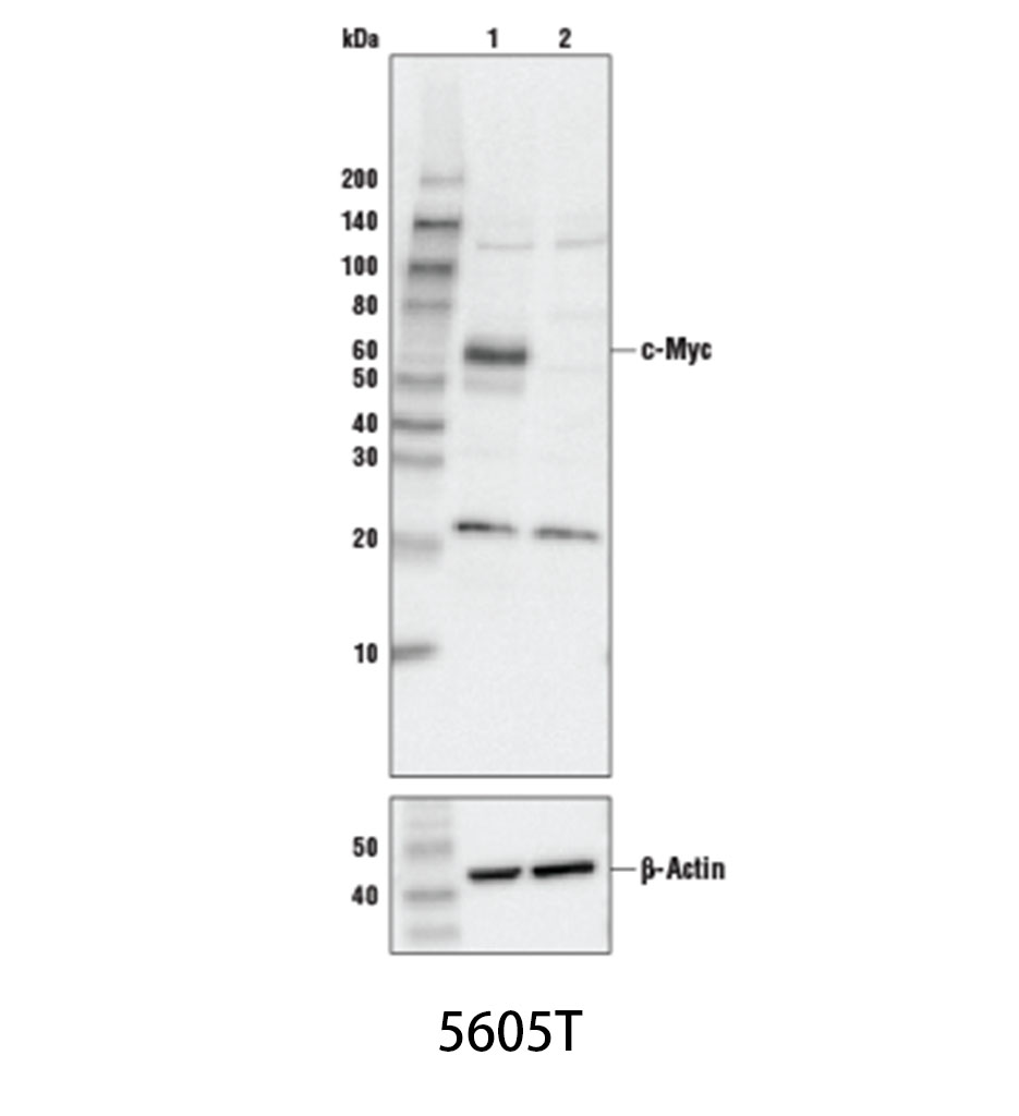 c-Myc (D84C12) Rabbit mAb
