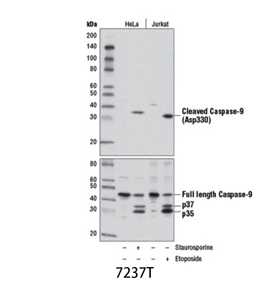 Cleaved Caspase-9 (Asp330) (D2D4) Rabbit mAb
