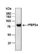 Rabbit Anti-PBP2a
