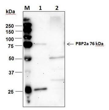 Mouse anti-PBP2a (4D2-E1-D5-G8-G11-E11)