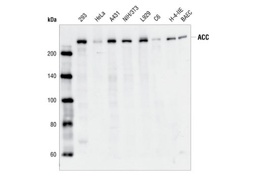 Acetyl-CoA Carboxylase Antibody
