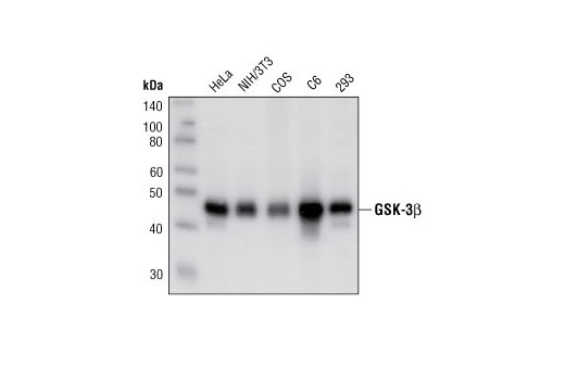 GSK-3β (27C10) Rabbit mAb