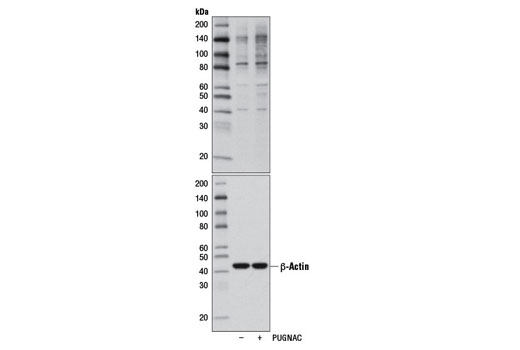 O-GlcNAc (CTD110.6) Mouse mAb