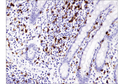 CD8α (C8/144B) Mouse mAb (IHC Specific)