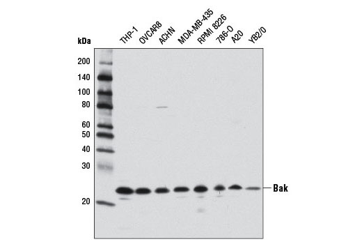 Pro-Apoptosis Bcl-2 Family Antibody Sampler Kit II