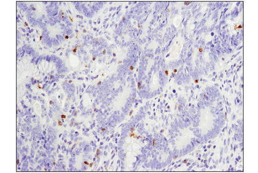 PD-1 (EH33) Mouse mAb (IHC-Specific)