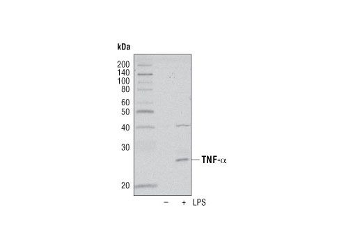 TNF-α Antibody