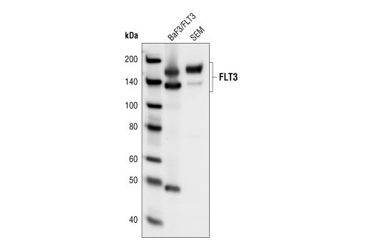 FLT3 (8F2) Rabbit mAb