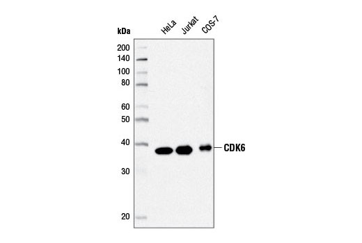CDK6 (D4S8S) Rabbit mAb