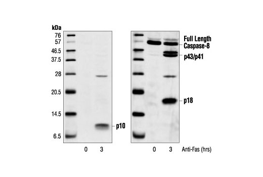 Cleaved Caspase-8 (Asp384) (11G10) Mouse mAb