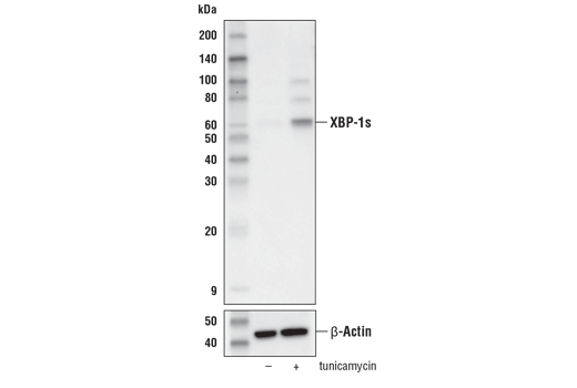 XBP-1s (E8C2Z) Mouse mAb