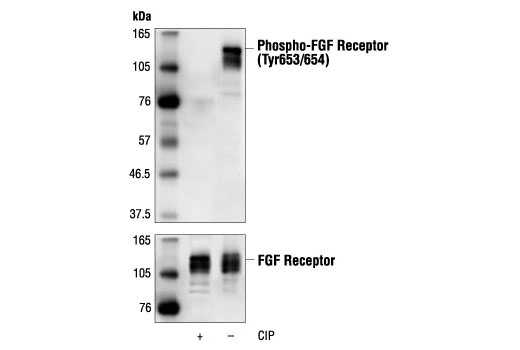 Phospho-FGF Receptor (Tyr653/654) Antibody