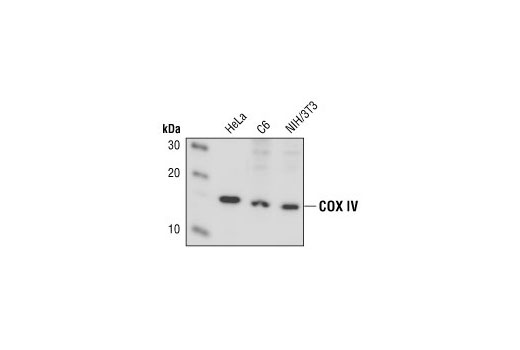 COX IV Antibody