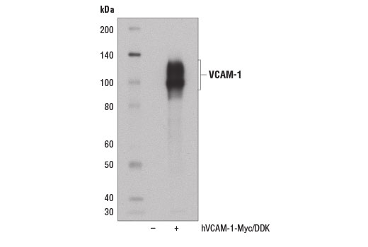 VCAM-1 (E1E8X) Rabbit mAb