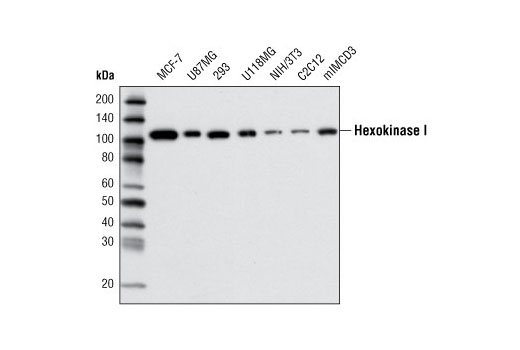 Hexokinase I (C35C4) Rabbit mAb