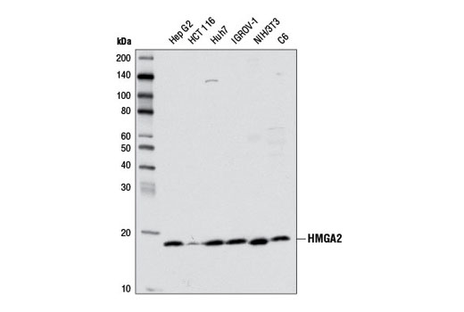 HMGA2 (D1A7) Rabbit mAb