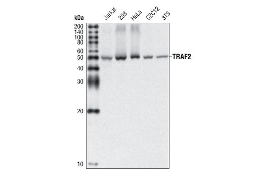 TRAF2 (C192) Antibody