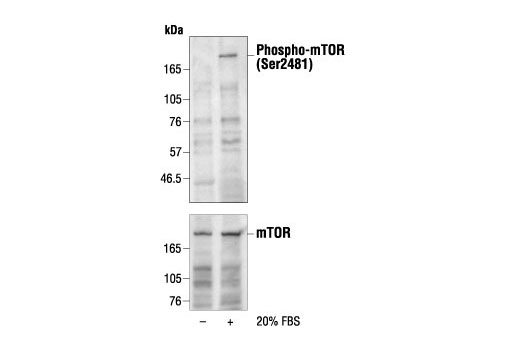 Phospho-mTOR (Ser2481) Antibody