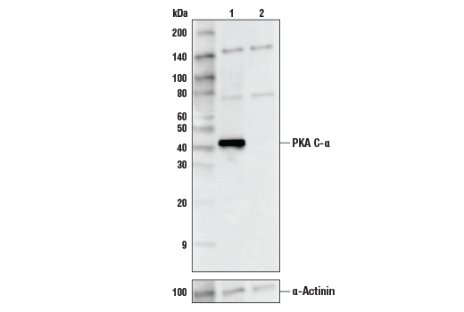 PKA C-α (D38C6) Rabbit mAb