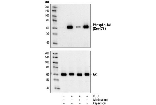 Phospho-Akt (Ser473) (193H12) Rabbit mAb