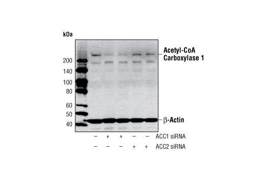 Acetyl-CoA Carboxylase 1 Antibody