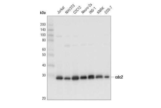 cdc2 (E1Z6R) Rabbit mAb