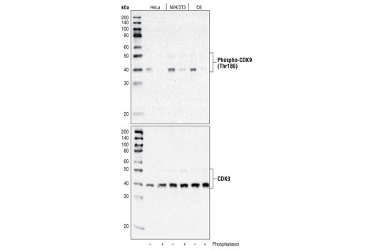 Phospho-CDK9 (Thr186) Antibody
