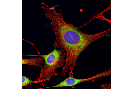 Calreticulin (D3E6) XP Rabbit mAb (Alexa Fluor 488 Conjugate)
