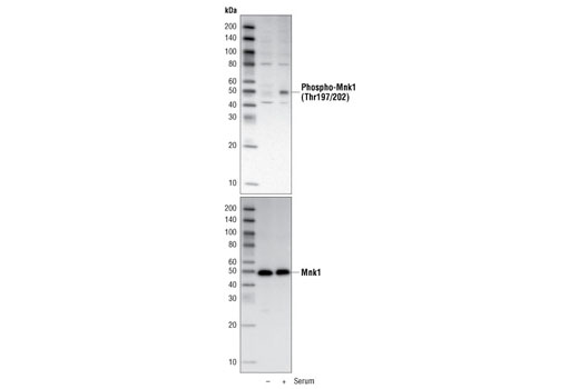 Phospho-Mnk1 (Thr197/202) Antibody