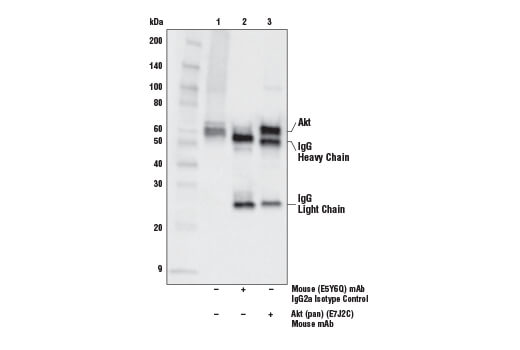 Mouse (E5Y6Q) mAb IgG2a Isotype Control