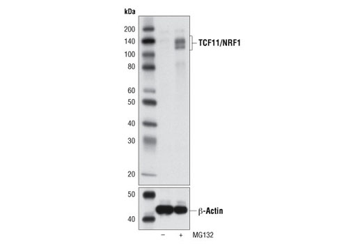 TCF11/NRF1 (D5B10) Rabbit mAb