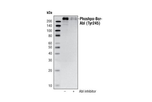 Phospho-c-Abl (Tyr245) Antibody