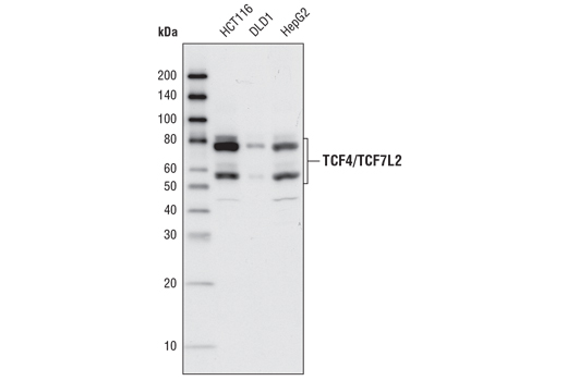 TCF4/TCF7L2 (C9B9) Rabbit mAb