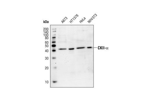 CK2α Antibody