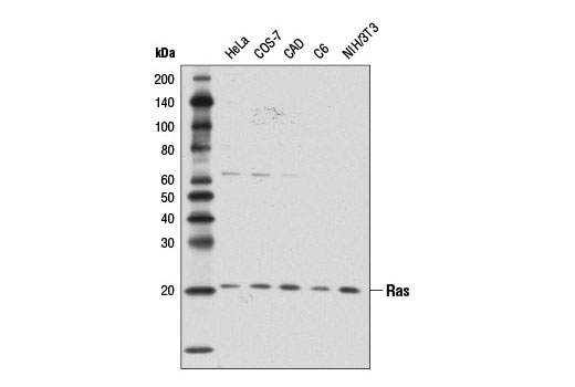 Ras (D2C1) Rabbit mAb
