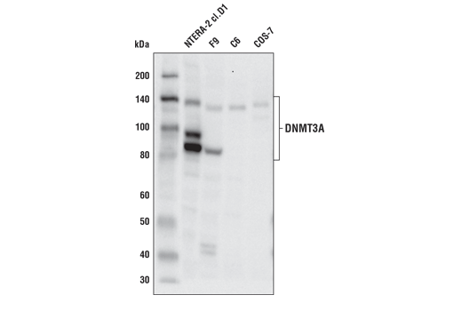 DNMT3A (E9P2F) Rabbit mAb