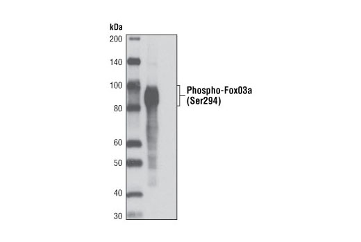 Phospho-FoxO3a (Ser294) Antibody