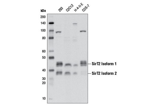 SirT2 (D4O5O) Rabbit mAb