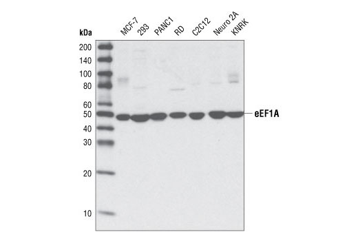 eEF1A Antibody