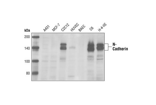 N-Cadherin Antibody