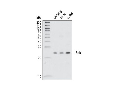 Bak Antibody