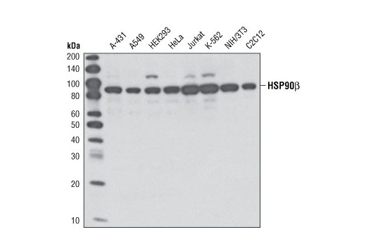 HSP90β Antibody