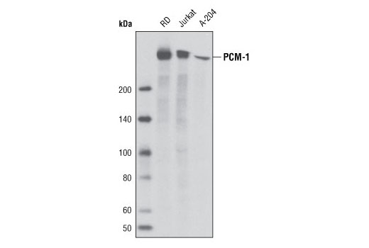 PCM-1 (G2000) Antibody